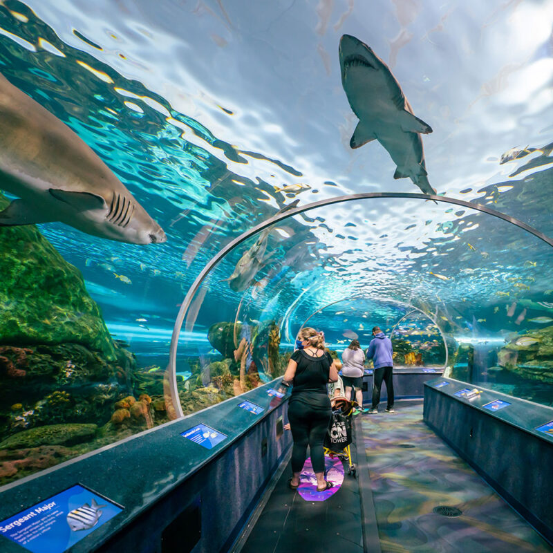 TWO ADULT TICKETS TO RIPLEY’S AQUARIUM OF CANADA